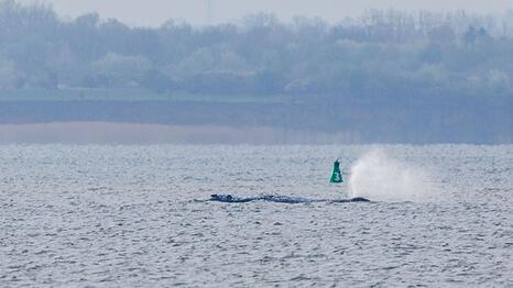Der Buckelwal ist am fr&uuml;hen Morgen bei steigendem Wasserstand pl&ouml;tzlich von selbst losgeschwommen. Nach rund zwei Stunden stoppte er aber wieder. Am Abend war er wieder in Bewegung.
