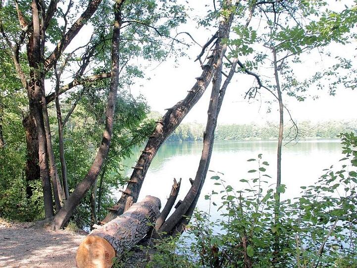 Ein Baum steht am Ufer des Hochstraßer Sees. Bei einem Unfall an dem Badesee hat sich ein 13-Jähriger einen Arm abgerissen. Foto: Josef Reisner