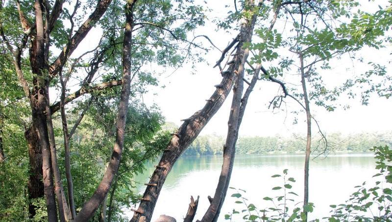 Ein Baum steht am Ufer des Hochstraßer Sees. Bei einem Unfall an dem Badesee hat sich ein 13-Jähriger einen Arm abgerissen. Foto: Josef Reisner Ein Baum steht am Ufer des Hochstraßer Sees. Bei einem Unfall an dem Badesee hat sich ein 13-Jähriger einen Arm abgerissen. Foto: Josef Reisner
