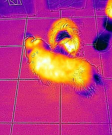 Das dicke Fell dieser Hunde scheint nicht besonders zu isolieren.