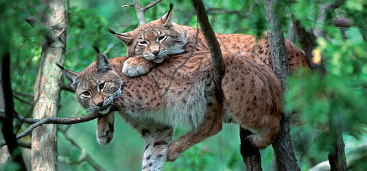 Tierisch Wild, Foto: M. Delpho