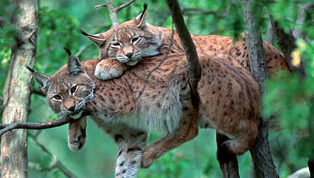 Tierisch Wild, Foto: M. Delpho Tierisch Wild, Foto: M. Delpho