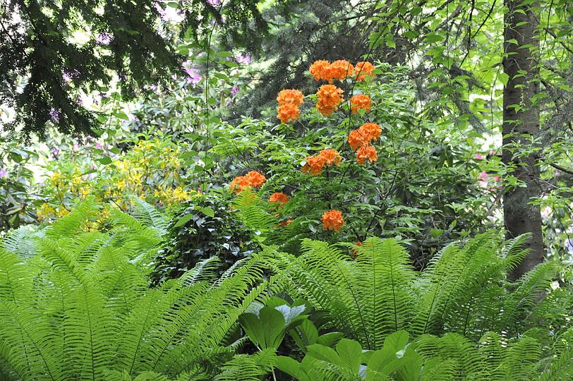 Im Botanischn Garten blüht es derzeit überall, am Pfingstwochenede gibt es außerdem reichlich Programm.