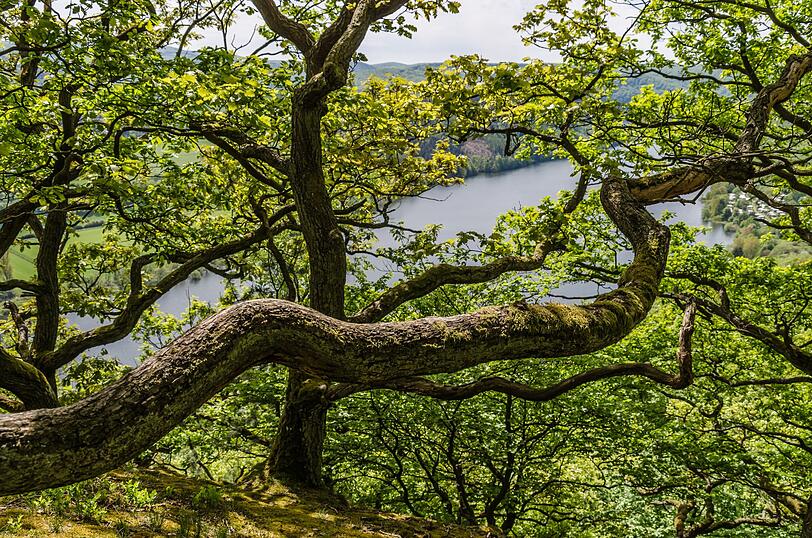 Im Nationalpark Kellerwald-Edersee erwarten dich uralte Buchenwälder und die wohl ursprünglichste Landschaft Hessens. Der Edersee sorgt im Sommer für Abkühlung und bietet die Möglichkeit zum Schwimmen, Paddeln oder Segeln. Sinkt der Wasserstand, tauchen die Überreste eines alten Dorfes wieder auf - ein Anblick, den man nur wenige Wochen im Jahr bestaunen kann. Im Nationalpark Kellerwald-Edersee erwarten dich uralte Buchenwälder und die wohl ursprünglichste Landschaft Hessens. Der Edersee sorgt im Sommer für Abkühlung und bietet die Möglichkeit zum Schwimmen, Paddeln oder Segeln. Sinkt der Wasserstand, tauchen die Überreste eines alten Dorfes wieder auf - ein Anblick, den man nur wenige Wochen im Jahr bestaunen kann.