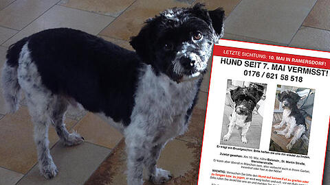Oben schwarz, unten weiß: In der vergangenen Woche war der kleine Hund davongelaufen. Die AZ half bei der Suche nach dem Hündchen.