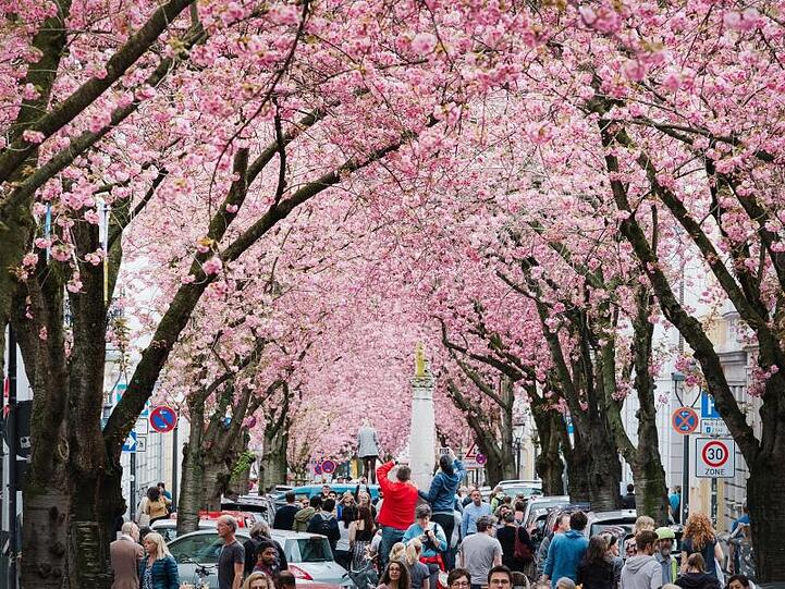 Auf der Heerstraße in Bonn blühen die Kirschbäume. Foto (2018): Kevin Kurek