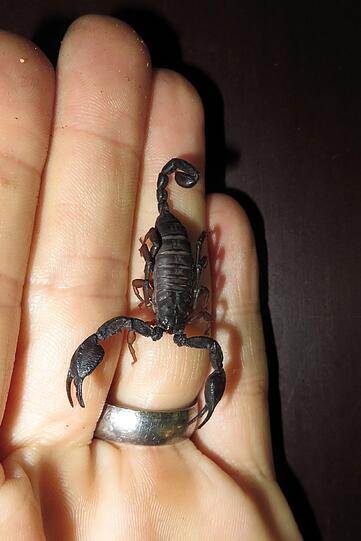 Nach dem exotischen Fund in Laim wird ein neues Zuhause für den kleinen Scorpion-King gesucht.