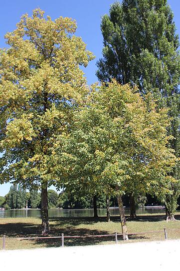 Gelb: Linden im Englischen Garten.