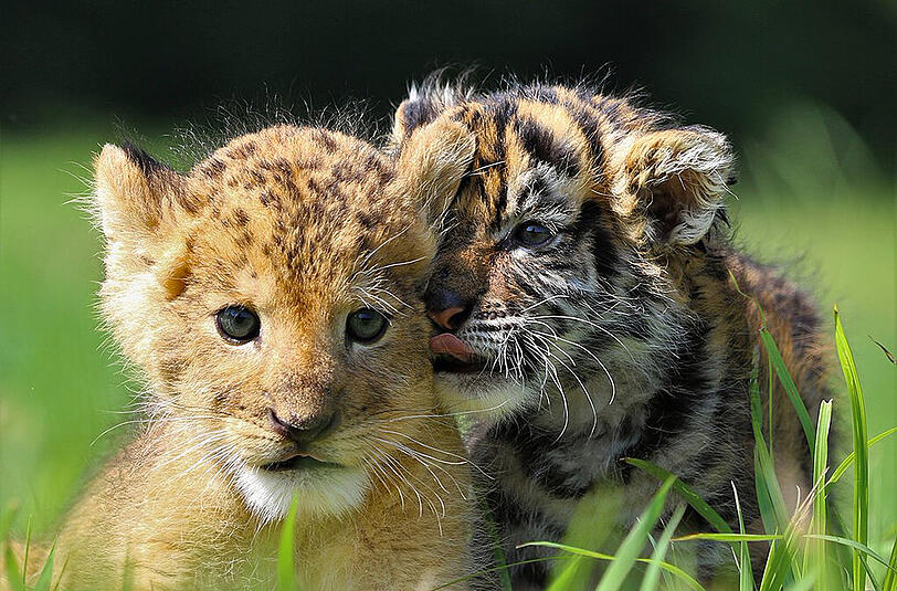 Die beiden kleinen Raubkatzen im japanischen Safari-Zoo