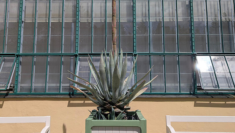 Die uralte Agave. Die uralte Agave.