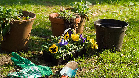 Wer seinen Garten für das Frühjahr auf Vordermann bringen möchte, sollte im Februar damit starten. (Symbolbild)