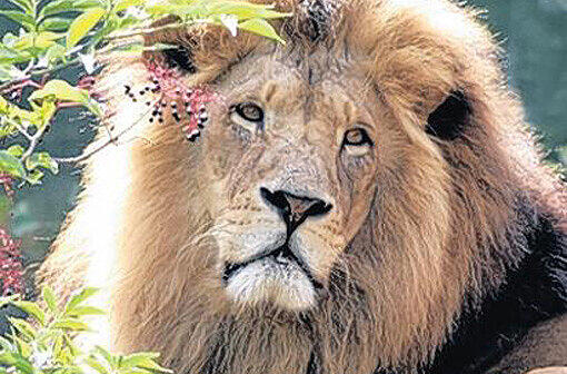 ARAMIS: Den Januar des Jahres 2009 überlebte dieses Löwen-Männchen nicht. Aramis starb an einem Herz-Kreislauf-Versagen, das der Tierpark nicht öffentlich gemacht hatte.