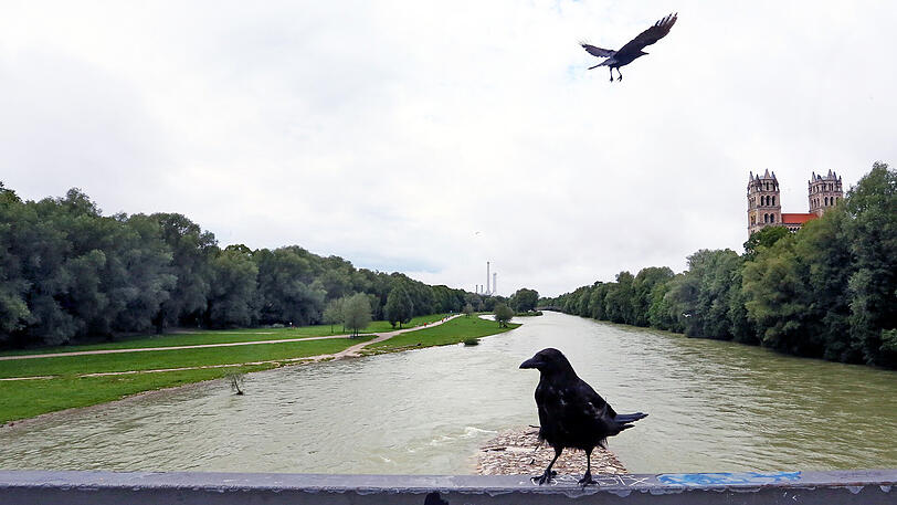 Ein Stück wilde Natur mitten in der Stadt &ndash; die Bilder von der Isar am Wochenende.