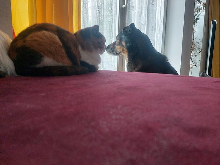 Kater Leo und Hund Bill