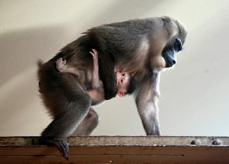 Bilder vom neuen Drill-Baby im Tierpark Hellabrunn