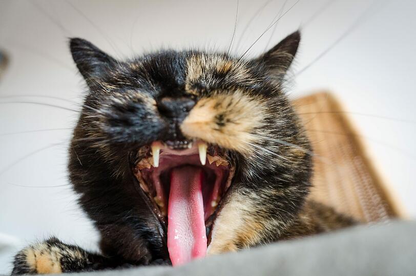 Wochenende: Diese Katze in Frankfurt freut sich schon auf den Ausklang der Woche.