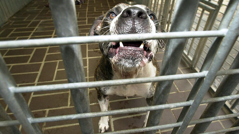 Kampfhunde haben ein schlechtes Image - oft zu Unrecht, sagen die Münchner Tierschützer.