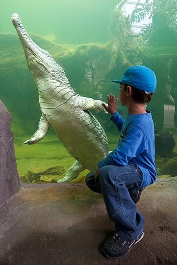 Ein junger Besucher beobachtet einen Sunda-Gavial in der Riesentropenhalle Gondwanaland im Zoo Leipzig.