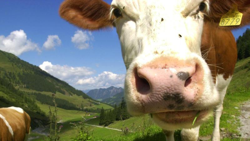 Eine Kuh nähert sich auf einer Alm dem Fotografen. Foto: picture alliance / Stephan Jansen/dpa/Symbolbild