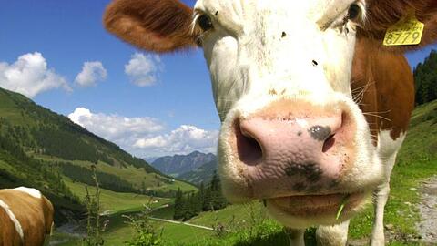 Eine Kuh nähert sich auf einer Alm dem Fotografen. Foto: picture alliance / Stephan Jansen/dpa/Symbolbild