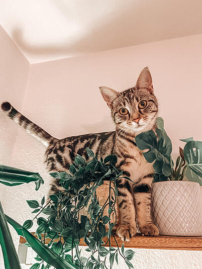 Mara