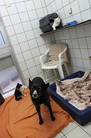 Unzertrennlich: Hündin Babsi, der weiße Kater Ronny und die schwarz-weiße Katze Baghira.