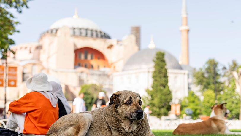 Straßenhunde in Istanbul sollen künftig nicht mehr gefüttert werden dürfen. (Archivbild) Straßenhunde in Istanbul sollen künftig nicht mehr gefüttert werden dürfen. (Archivbild)