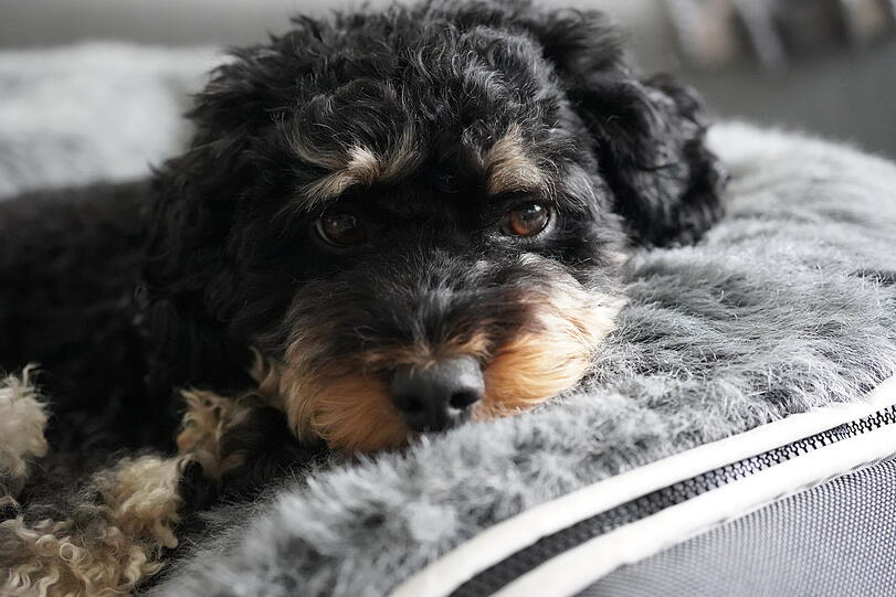Roxy: Mein Hund sieht nicht nur süß aus, sondern ist auch liebenswert und unser guter Laune-Bringer.