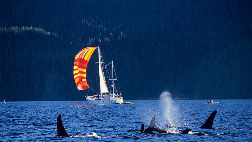Immer häufiger werden auch in Europa Segelboote von Orcas angegriffen. Autor Thomas Käsbohrer macht sich auf die Suche nach möglichen Ursachen. (Symbolbild)