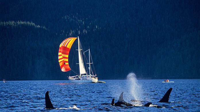 Immer häufiger werden auch in Europa Segelboote von Orcas angegriffen. Autor Thomas Käsbohrer macht sich auf die Suche nach möglichen Ursachen. (Symbolbild)