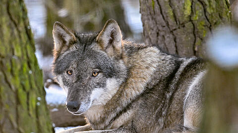 Ein Wolf (Canis lupus) in seinem winterlichen Gehege im Wildpark Schorfheide in Brandenburg. (Symbolbild)