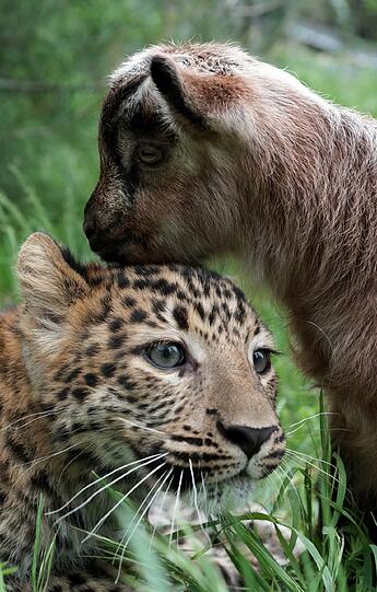 Die beiden Tiere sind erst wenige Monate alt. Wenn sie erwachsen sind, sollte man sie lieber trennen, raten Experten.