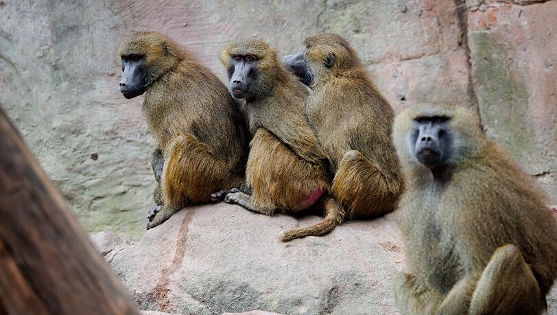 Einige der Guinea-Paviane im Nürnberger Zoo sollen aus Platzgründen getötet werden. (Archivbild)