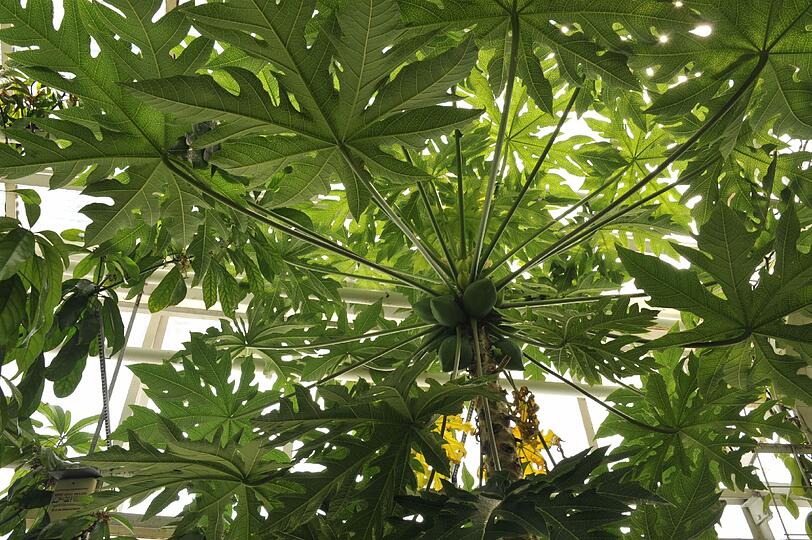 Carica papaya, die Papaya, auch Melonenbaum, genannt, liefert ein tropisches Obst.