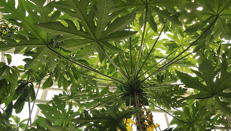 Carica papaya, die Papaya, auch Melonenbaum, genannt, liefert ein tropisches Obst. Carica papaya, die Papaya, auch Melonenbaum, genannt, liefert ein tropisches Obst.