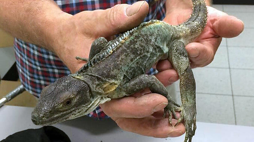 "Spezialiäten"-Koch 2012 vom Zoll ertappt: 49 lebende Reptilien in Stoffsäcken entdeckt; der Reisende wollte sogar einem der Tiere unter den Augen der Zöllner den Kopf abbeißen.