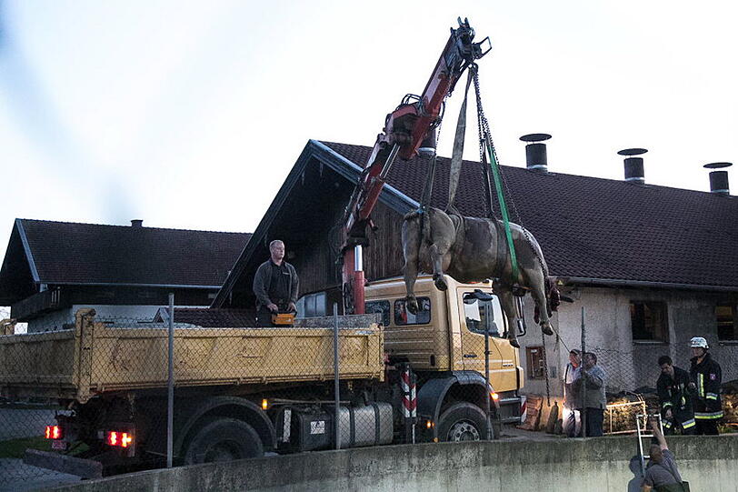 Bei Seeon-Seebruck ist eine Kuh in eine Güllegrube gestürzt und wurde mit Hilfe der Feuerwehr aus ihrer misslichen Lage befreit. Die Bilder...