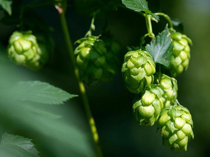 Hopfendolden auf einem Hopfenfeld.
