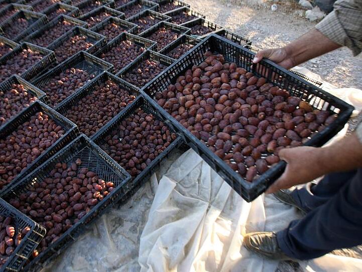 Ernte von Datteln im Westjordanland: Israel hat den Export landwirtschaftlicher Erzeugnisse aus den Palästinensergebieten verboten.