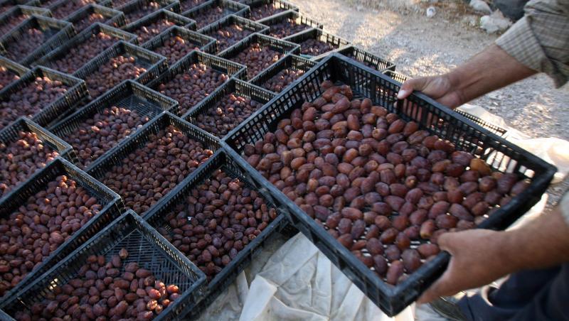 Ernte von Datteln im Westjordanland: Israel hat den Export landwirtschaftlicher Erzeugnisse aus den Palästinensergebieten verboten. Ernte von Datteln im Westjordanland: Israel hat den Export landwirtschaftlicher Erzeugnisse aus den Palästinensergebieten verboten.
