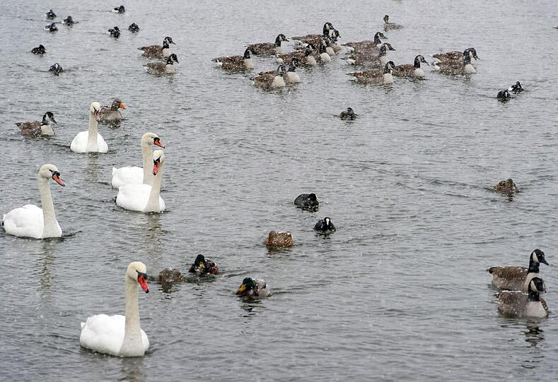Das muss kalt sein: Schwäne und Enten im Nymphenburger Kanal.
