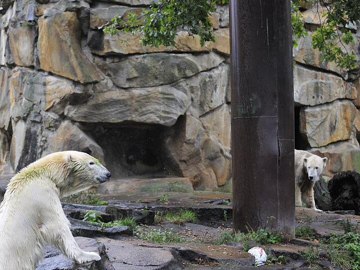 Knut und Gianna im Berliner Zoo.