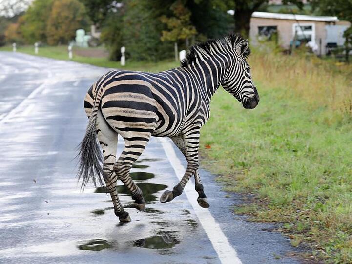 Das Zebra war mit einem Artgenossen in der Nacht aus dem Zirkus in Tessin ausgebüxt.