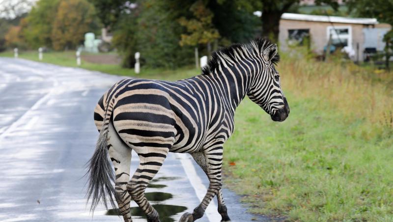 Das Zebra war mit einem Artgenossen in der Nacht aus dem Zirkus in Tessin ausgebüxt. Das Zebra war mit einem Artgenossen in der Nacht aus dem Zirkus in Tessin ausgebüxt.