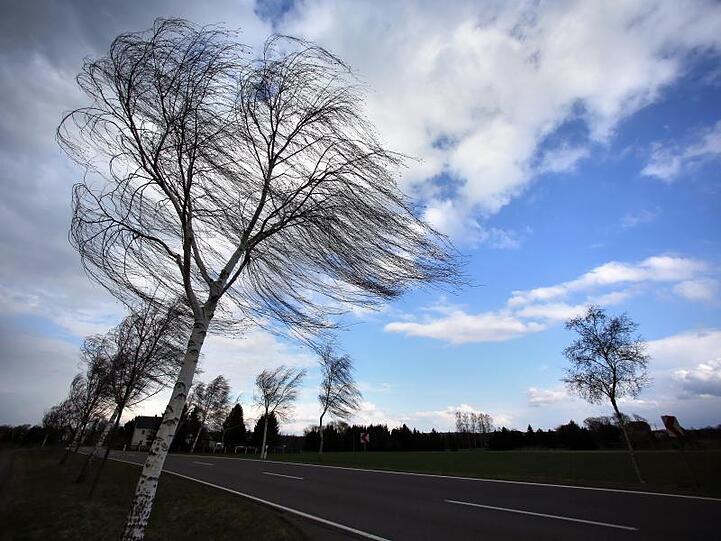 Die Zweige einer Birke wehen bei böigem Wind. Foto: Jan Woitas/Archiv