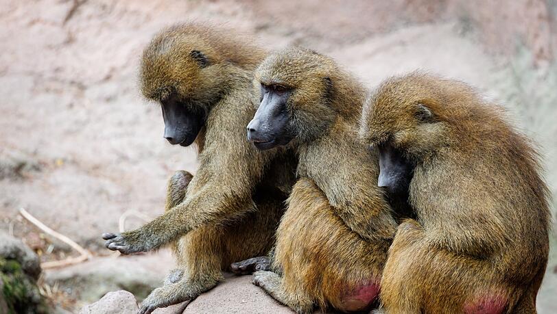 Die Gruppe der Guinea-Paviane ist auf 45 Tiere angewachsen und damit zu groß für das Gehege.