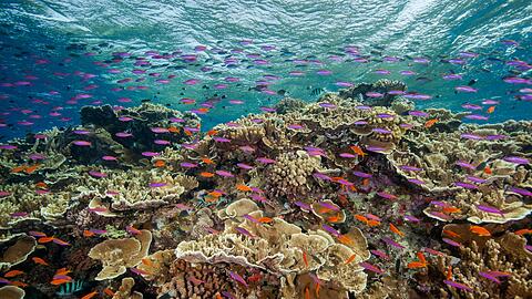 Die Temperaturen rund um das Great Barrier Reef liegen Wissenschaftlern zufolge deutlich über dem März-Durchschnitt.