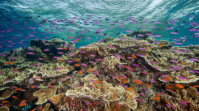 Die Temperaturen rund um das Great Barrier Reef liegen Wissenschaftlern zufolge deutlich über dem März-Durchschnitt.