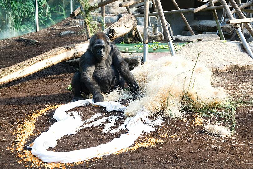 Weitere Bilder aus dem Gorilla-Gehege nach der Taufe.