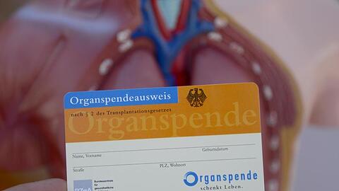 Ein Organspendeausweis, aufgenommen vor dem Modell eines menschlichen Torsos. Foto: Daniel Maurer/Archiv
